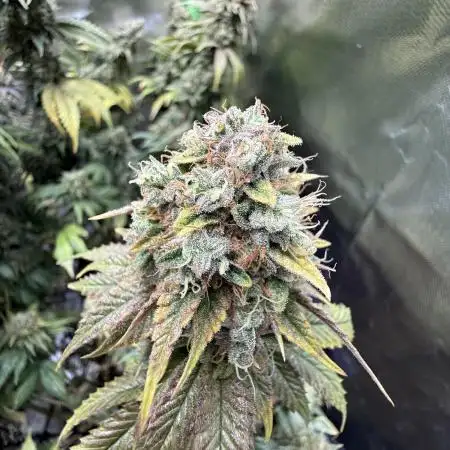 Marshmallow OG by Compound Genetics