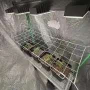 Strawberry Pavé by Compound Genetics