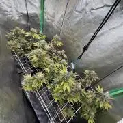 Studio 54 by DEO Farms x Seedjunky