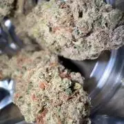 Marshmallow OG by Compound Genetics