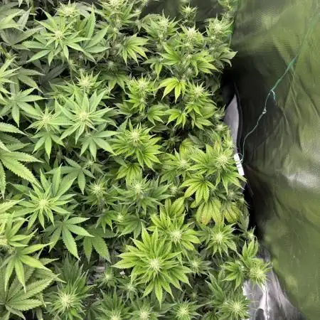 Marshmallow OG by Compound Genetics