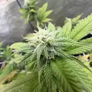 Studio 54 by DEO Farms x Seedjunky