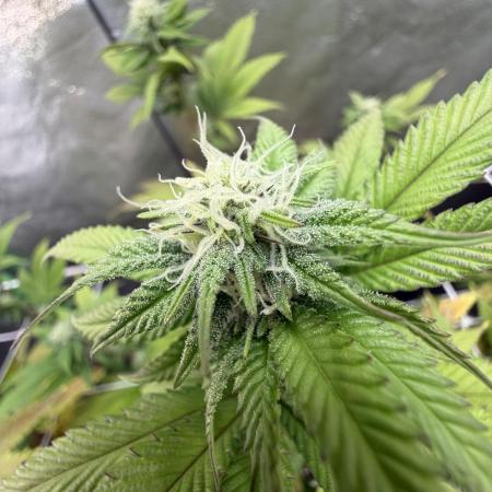 Studio 54 by DEO Farms x Seedjunky