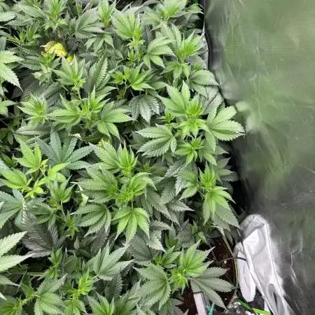 Marshmallow OG by Compound Genetics