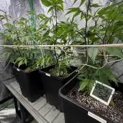 Strawberry Pavé by Compound Genetics