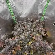 Emergen C by Seedjunky