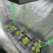 Studio 54 by DEO Farms x Seedjunky