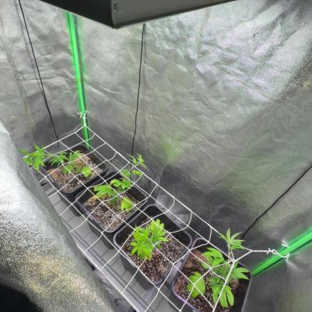 Studio 54 by DEO Farms x Seedjunky