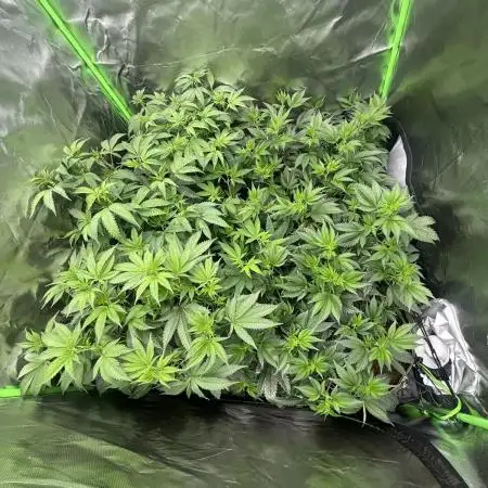 Marshmallow OG by Compound Genetics