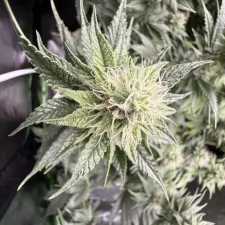 Marshmallow OG by Compound Genetics