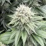 Marshmallow OG by Compound Genetics