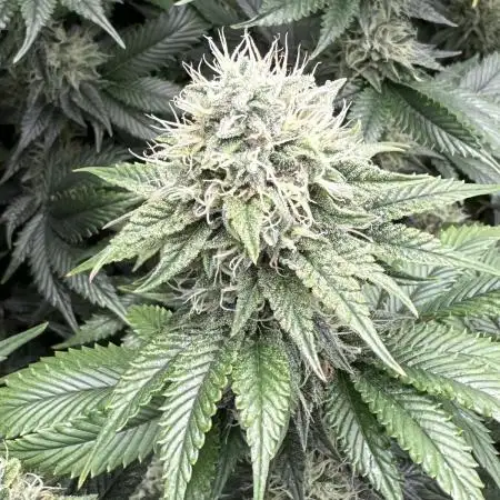 Marshmallow OG by Compound Genetics