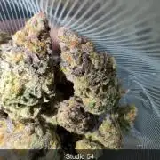 Studio 54 by DEO Farms x Seedjunky