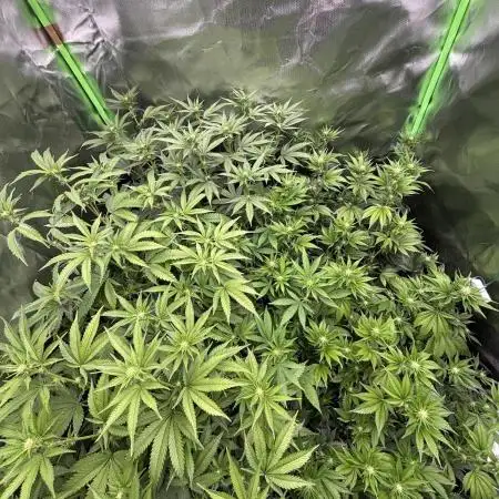 Marshmallow OG by Compound Genetics