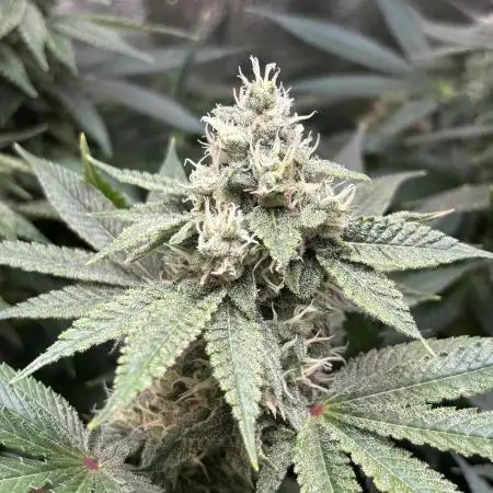 OrangeCake @Cookies