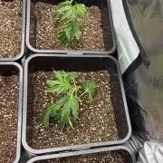 Studio 54 by DEO Farms x Seedjunky