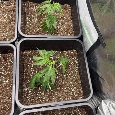 Studio 54 by DEO Farms x Seedjunky