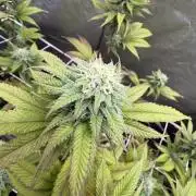 Studio 54 by DEO Farms x Seedjunky