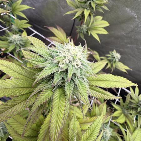 Studio 54 by DEO Farms x Seedjunky