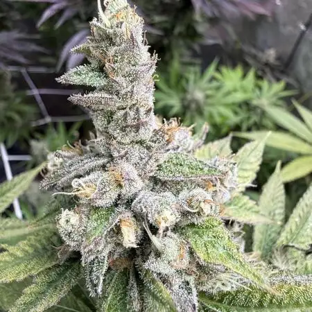 OrangeCake @Cookies