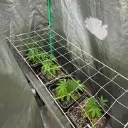 Strawberry Pavé by Compound Genetics