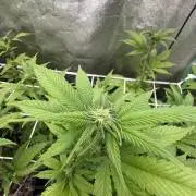 Studio 54 by DEO Farms x Seedjunky