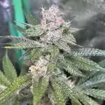LemonCherryPop @Cookies
