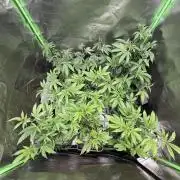 Emergen C by Seedjunky