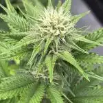 Marshmallow OG by Compound Genetics