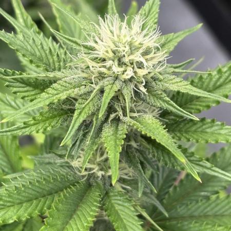 Marshmallow OG by Compound Genetics