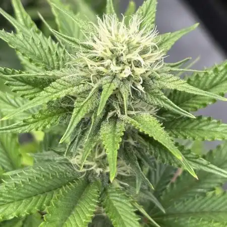 Marshmallow OG by Compound Genetics