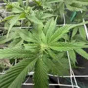 Strawberry Pavé by Compound Genetics