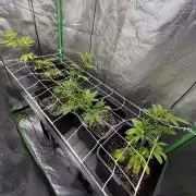 Studio 54 by DEO Farms x Seedjunky