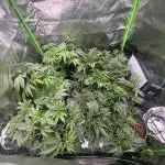 Marshmallow OG by Compound Genetics