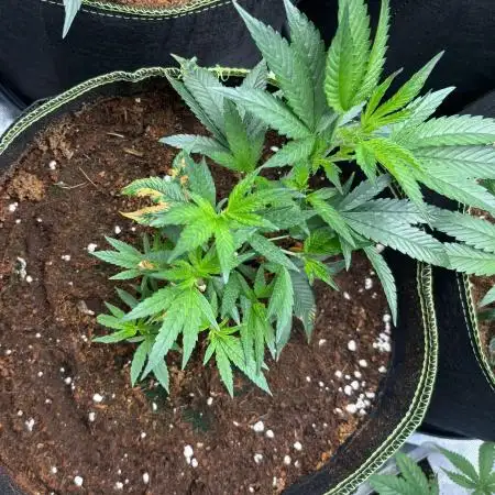 Marshmallow OG by Compound Genetics