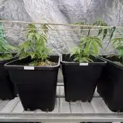 Strawberry Pavé by Compound Genetics