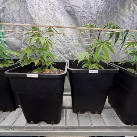 Strawberry Pavé by Compound Genetics