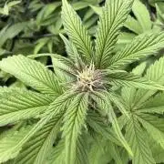 Emergen C by Seedjunky