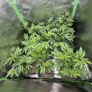 Emergen C by Seedjunky