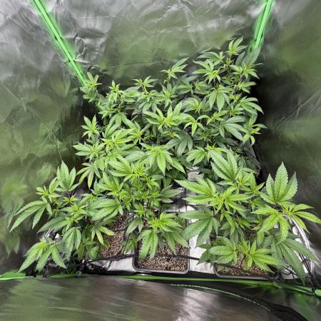 Emergen C by Seedjunky