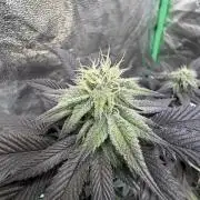 Strawberry Pavé by Compound Genetics