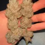 OG Kush RQS