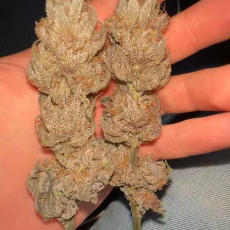 OG Kush RQS