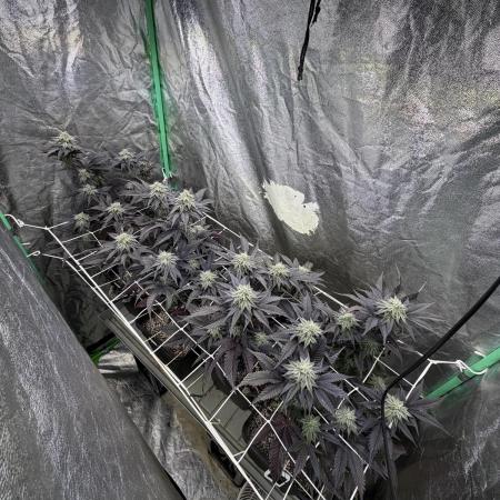 Strawberry Pavé by Compound Genetics