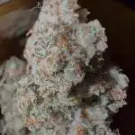 OrangeCake @Cookies