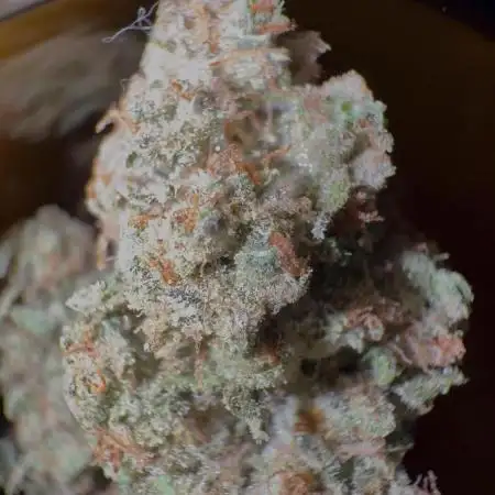 OrangeCake @Cookies