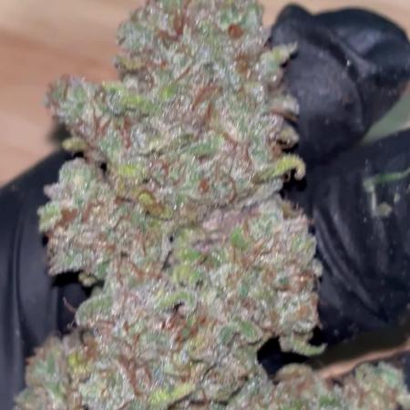 Gelato Auto by FastBuds