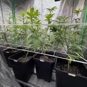 Studio 54 by DEO Farms x Seedjunky