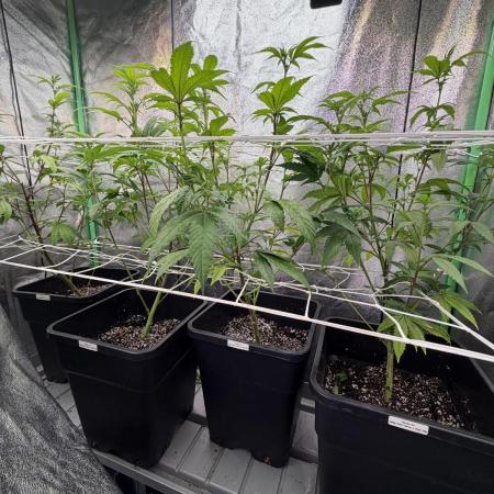 Studio 54 by DEO Farms x Seedjunky