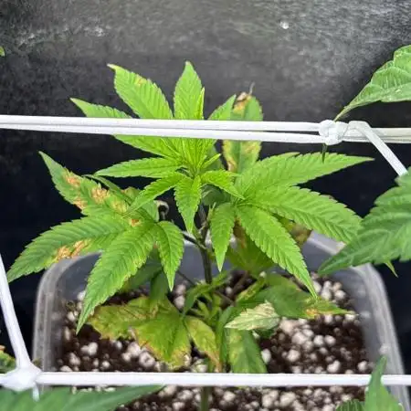 Marshmallow OG by Compound Genetics